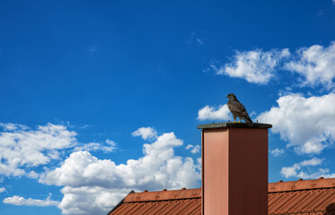 Mäusebussard auf einem Schornstein