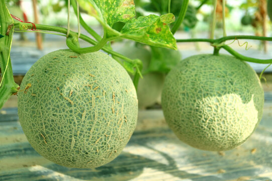 Pair of Almost Ripe Muskmelon Fruits on the Trees in the Greenhouse