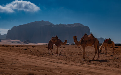 Camels in the Wadi Rum desert, Jordan
