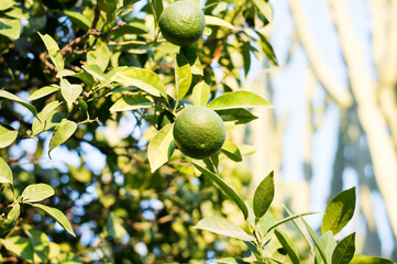 Jeju island Unripe green tangerine field, food