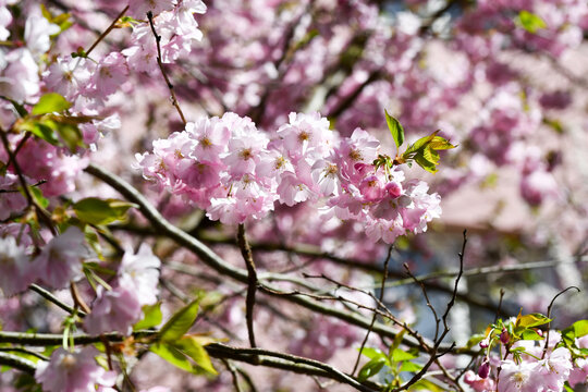 Photo of pink flowers of a tree in spring