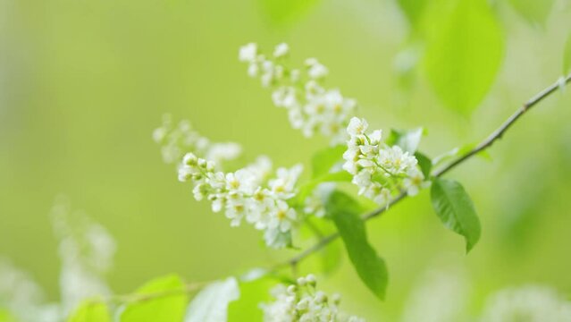 Hagberry or mayday tree or prunus padus, in full bloom. Tree with white fragrant flowers. Slow motion.