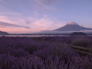 夜明けのラベンダー