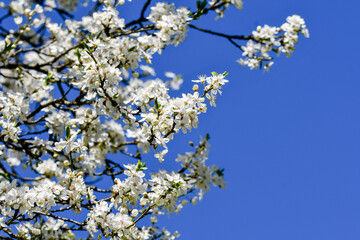 Photo of white flowers of a tree in spring