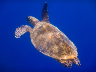green sea turtle swims to the surface in deep blue water view from the side