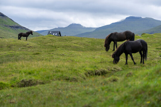 caballos negros con cabaña de madera al fondo en la montaña
