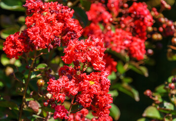 Lagerstroemia indica in blossom. Beautiful bright red flowers with red berries on Сrape myrtle tree on green background. Selective focus. Lyric motif for design. - obrazy, fototapety, plakaty