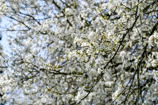 Photo of white flowers of a tree in spring