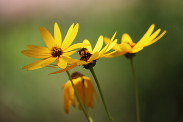 bee on yellow flower