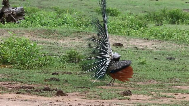 Peacock is dancing a mating dance. Sri Lanka. Yala National park