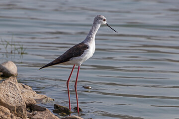 black-winged stilt standing at shore of lake