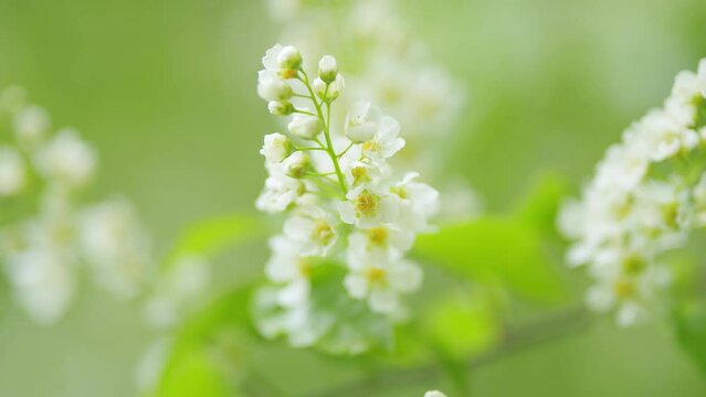 White flowers blooming bird cherry. Blooming grape cherry or prunus padus, in spring. Slow motion.