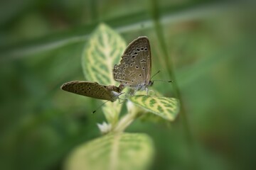 butterfly on leaf