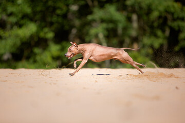 pinscher dog running in sand 
