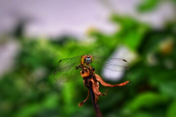 dragonfly on a branch