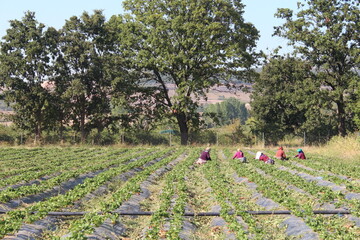 women pruning strawberry seedlings in a strawberry field, women working in the field with traditional clothes
