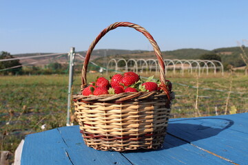 fresh ripe strawberries in basket over wooden blue table  with green field background, concept close up photo of raspberries in basket 
