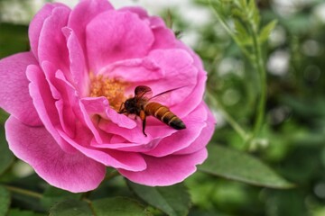 bee on pink flower