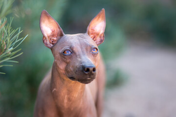 cute brown pinscher portrait in the forest