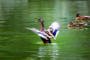 ducks on the lake