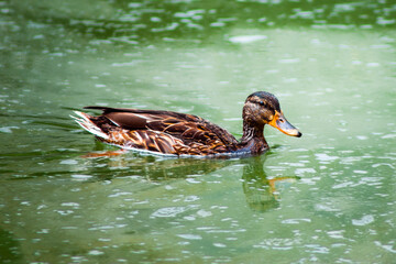 duck on the water