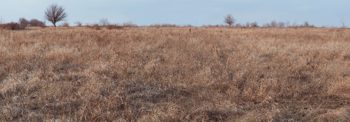 Panorama of dry grass in a meadow, stems of dry tall vegetation, horizontal background, dry grass on the field against clear sky horizontal photo