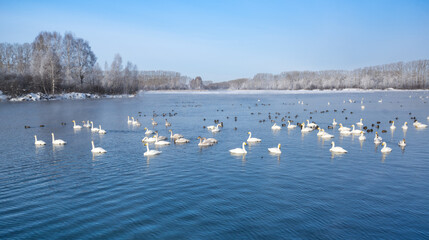 White swans swimming in the nonfreezing winter lake
