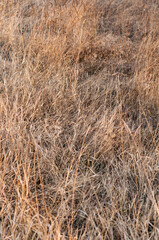 Close-up of the grass of the dry steppe of the desert. Uncut dry grass  field