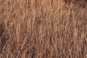 Yellowed dry grass on the field. Stems of dry tall vegetation, yellowed meadow grass, horizontal background