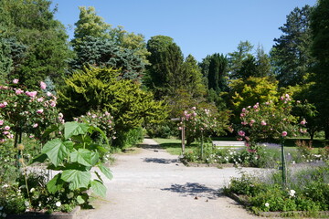 Naklejka premium Rombergpark in Dortmund