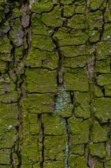 The texture of tree bark covered with bright green mold. Natural background