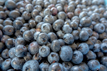 Freshly picked blueberries - 530781108