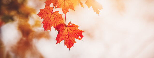 Panoramic view of the maple's branches in nature in autumn