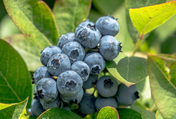 A bunch of fresh ripe blueberries ready to be picked up - 530781126