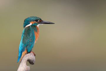 Common kingfisher (Alcedo atthis)