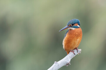 Common kingfisher (Alcedo atthis)