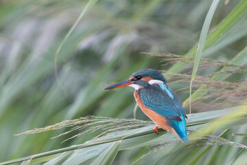 Common kingfisher (Alcedo atthis)