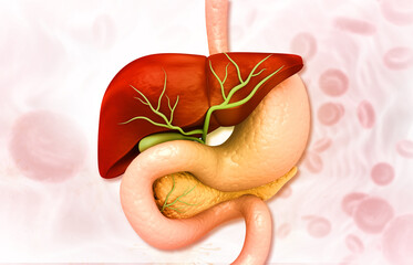 Healthy human digestive system anatomy. 3d illustration.