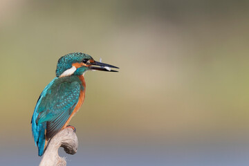 Common kingfisher (Alcedo atthis)