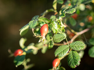 rose hip
