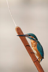 Common kingfisher (Alcedo atthis)