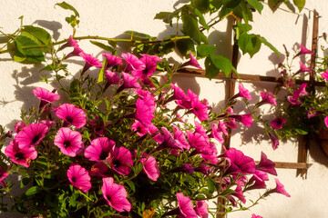 Beautiful red flowers. Town decorations. Warm sunny day. Nature background.