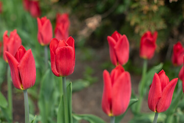 Red tulip blossom close-up, natural horizontal photography