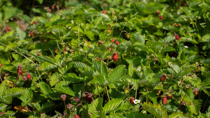 Wild berry wild strawberry, wild small sweet berry in nature
