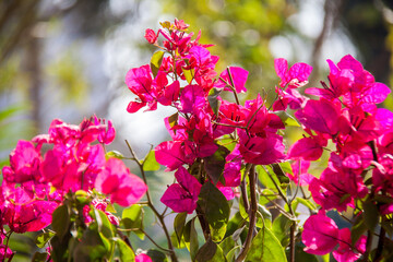 Nature Photography, Plant, Flower and rose. Photo is selective focus with shallow depth of field. Photo taken at Cairo Egypt