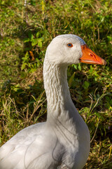 White goose with blue eyes, young beautiful female. Topic - domestic waterfowl, breeding and reproduction