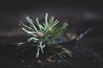 Selective focus of white pine branches with needles on blurred background. One branch of an evergreen pine on a dark background