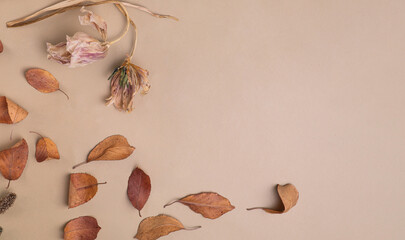 Flat lay composition with autumn leaves and with dry tulip flowers, Natural nude, beige