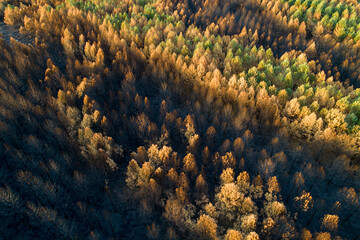 AERIAL VIEW OF A PINE FOREST AFTER A FOREST FIRE