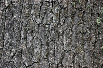 tree texture